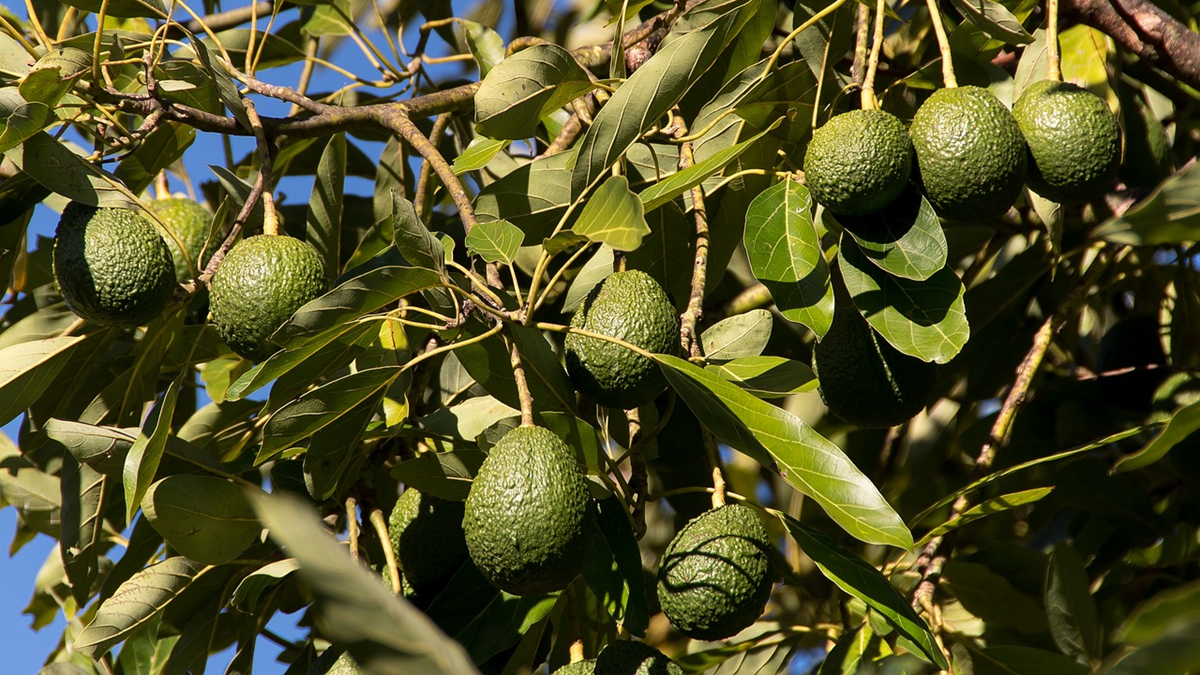 aguacates jornada ava asaja